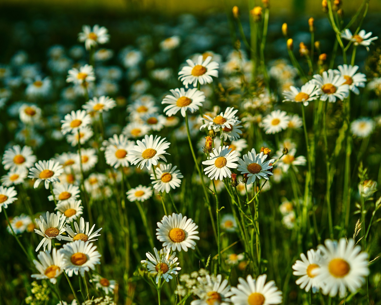 Нежные белые полевые ромашки в лучах солнца