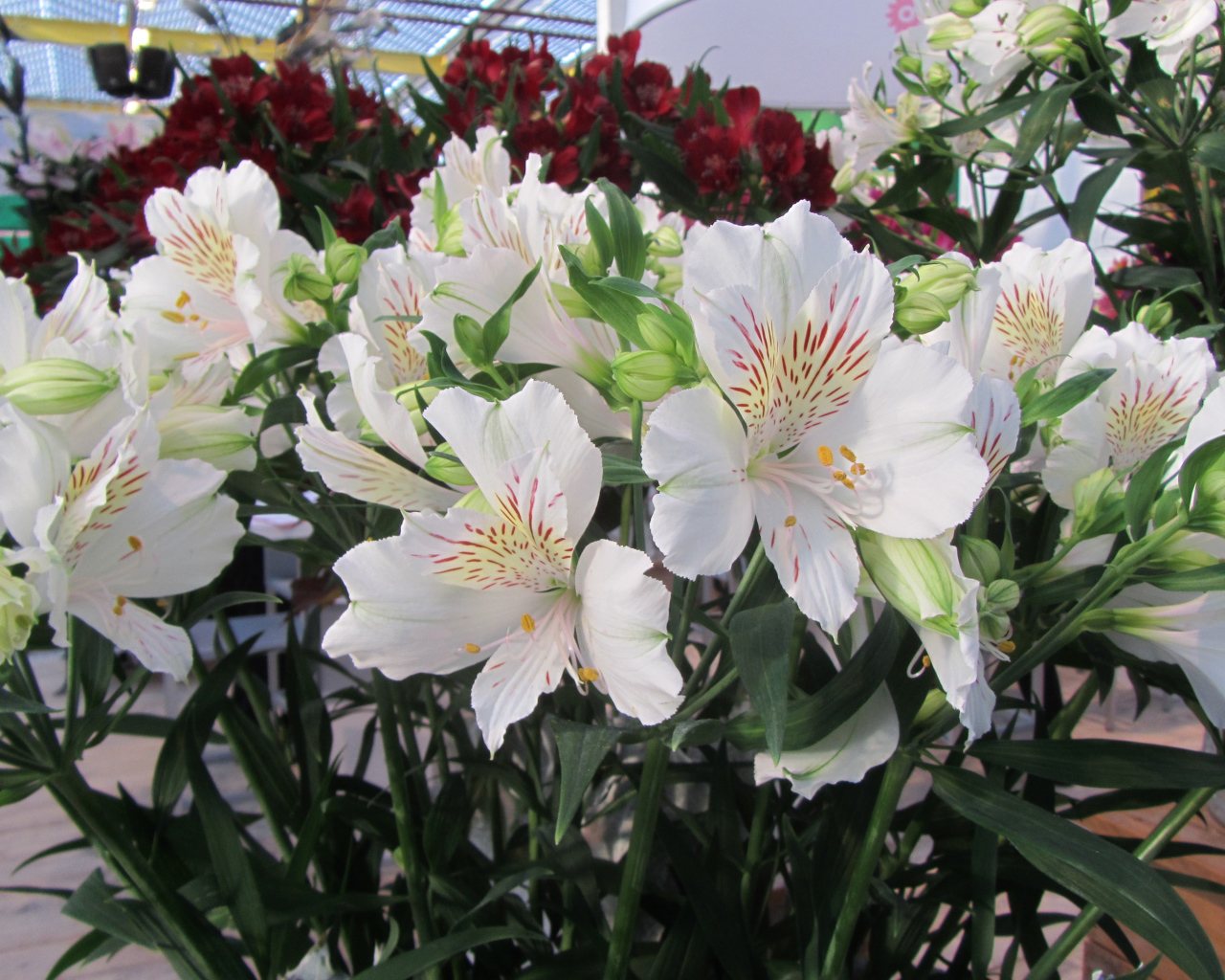 Нежные белые цветы Альстромерия  