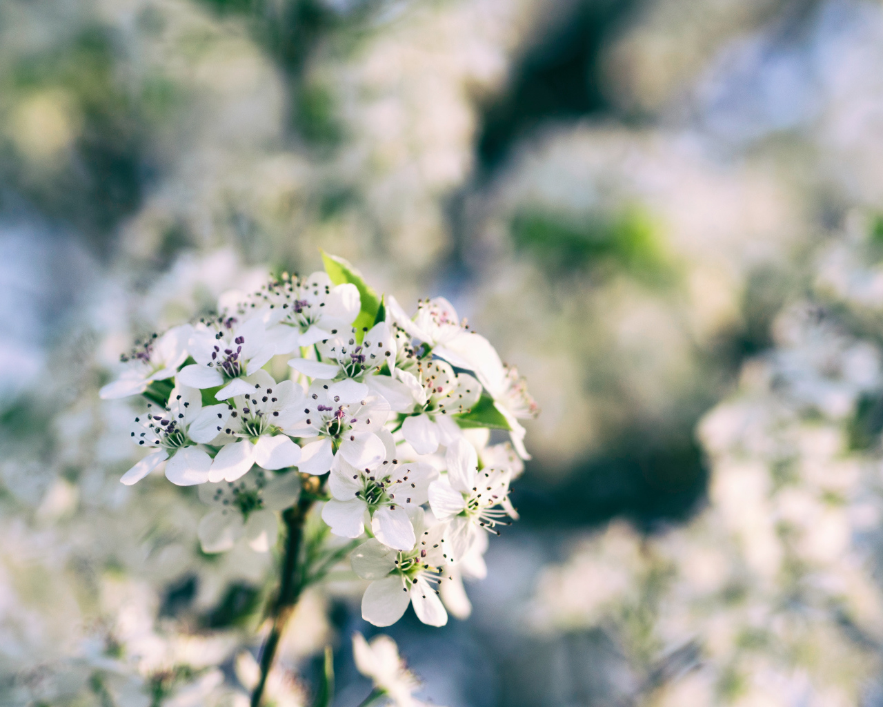 Нежные белые цветы на весеннем дереве 