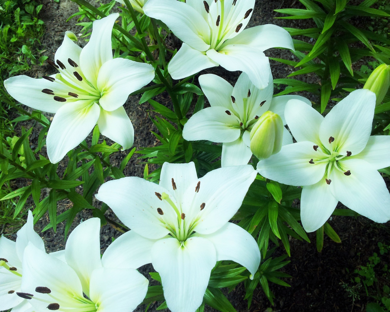 Нежные белые лилии на клумбе крупным планом