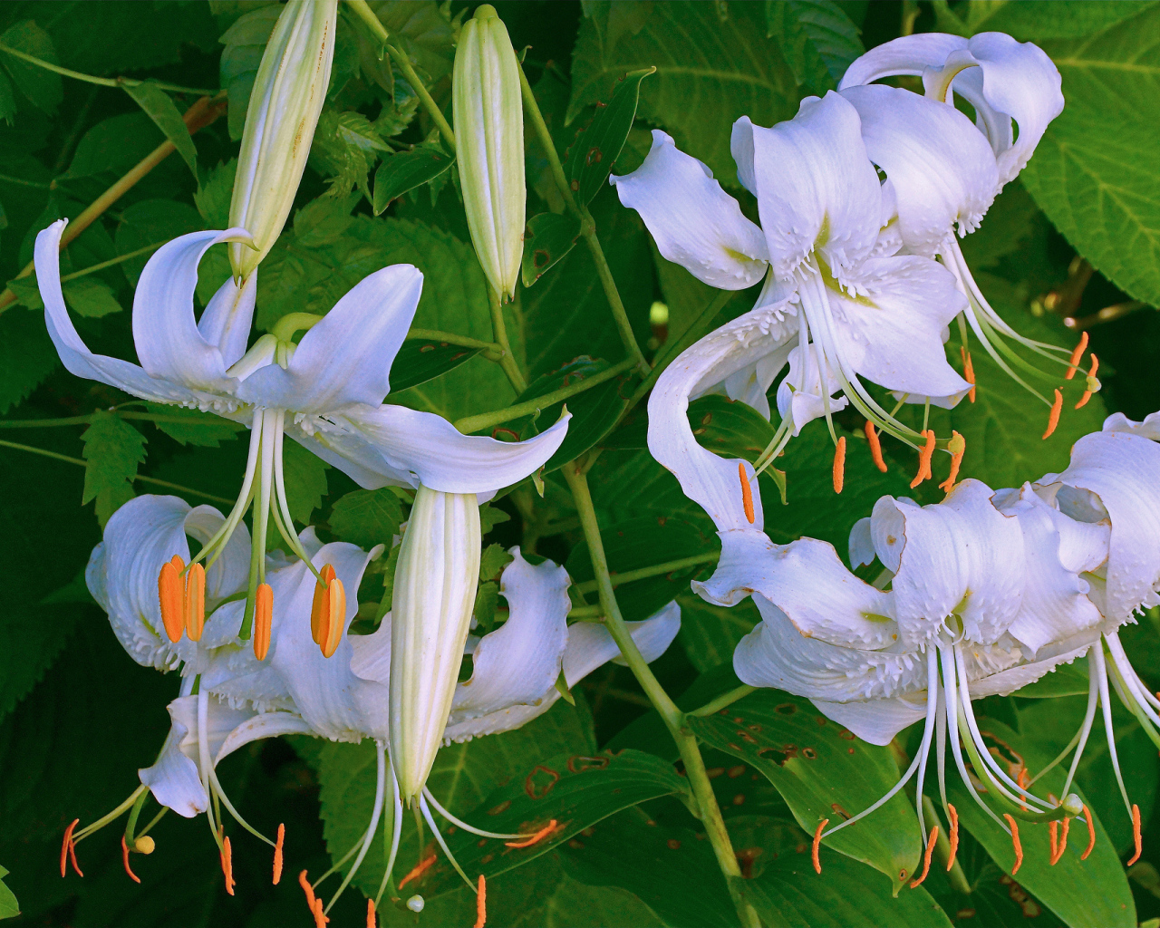 Нежные белые цветы лилии крупным планом