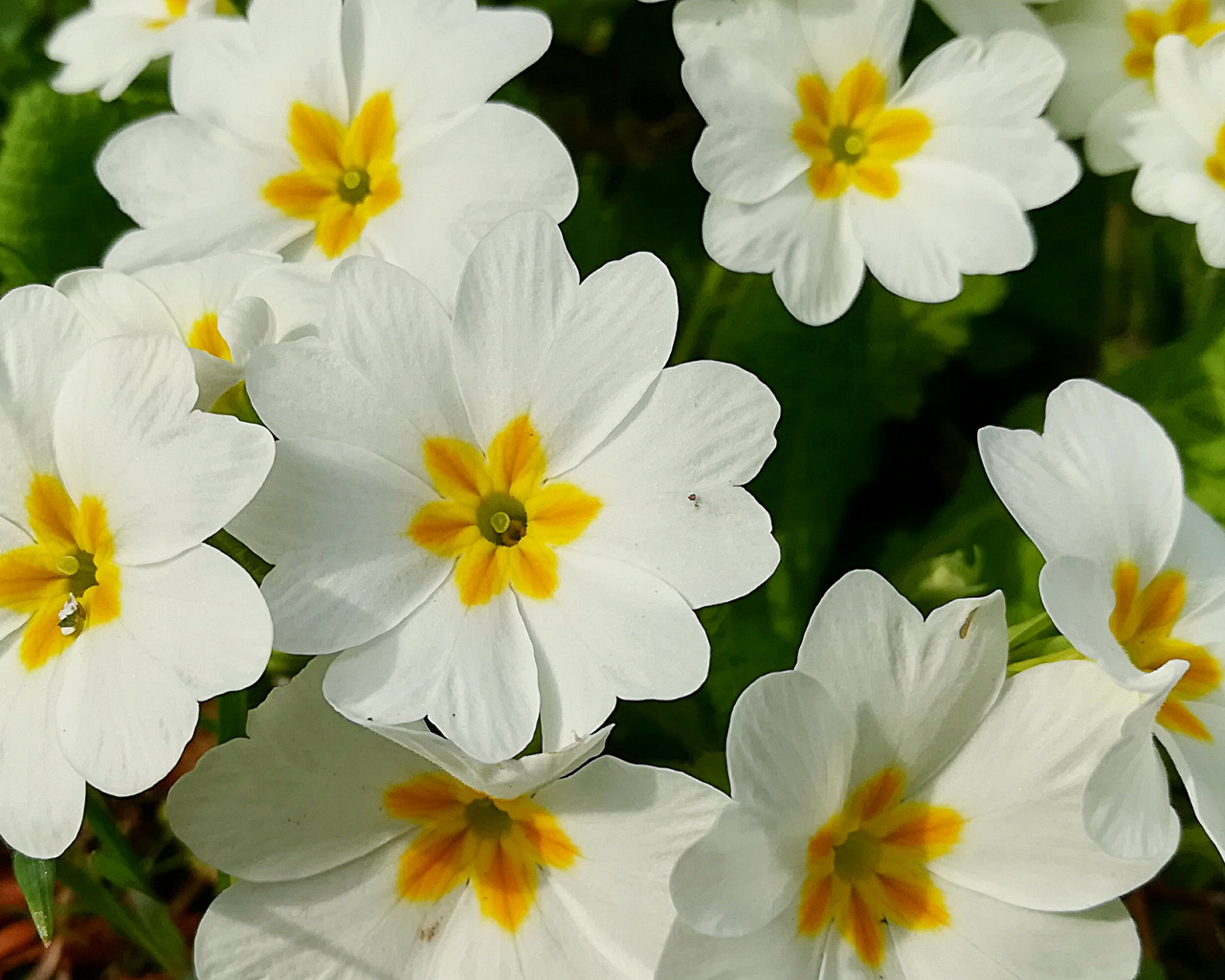 Нежные белые цветы примула 