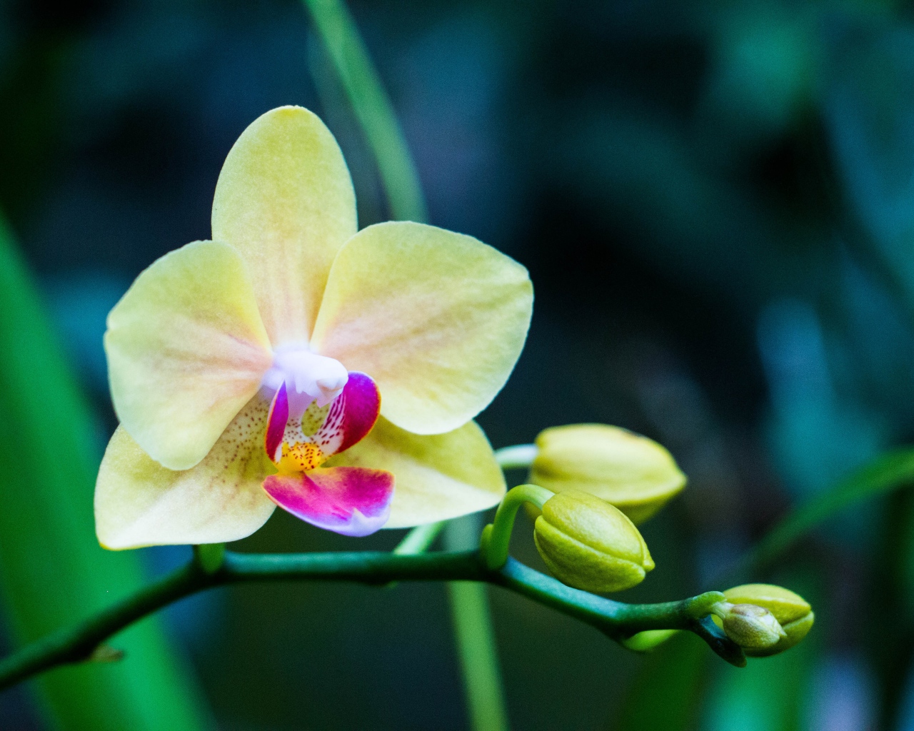 Нежная желтая цветущая орхидея 