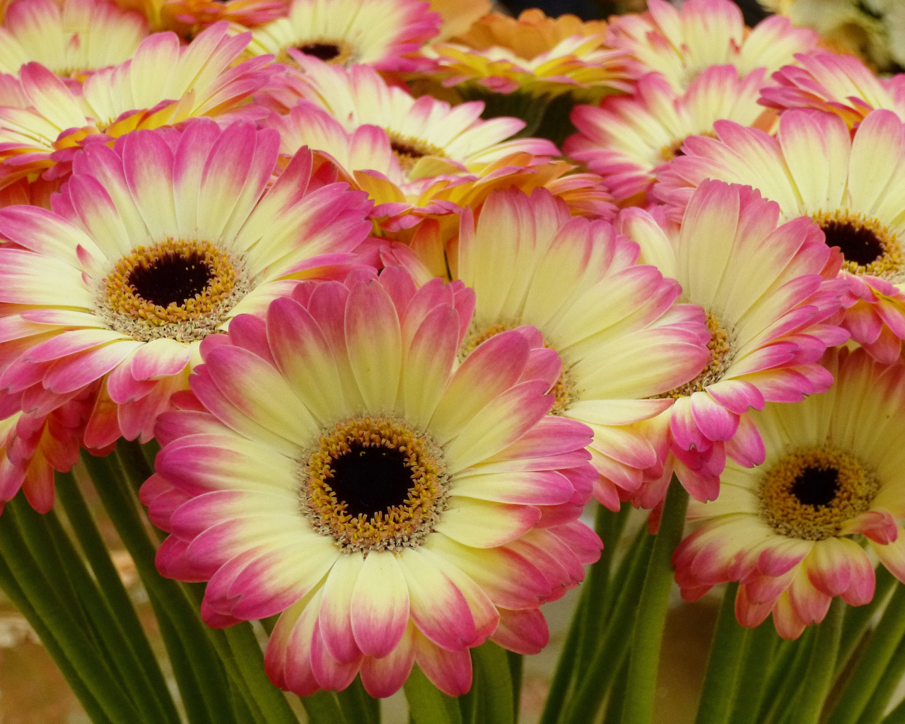 Нежные желтые герберы с розовыми лепестками