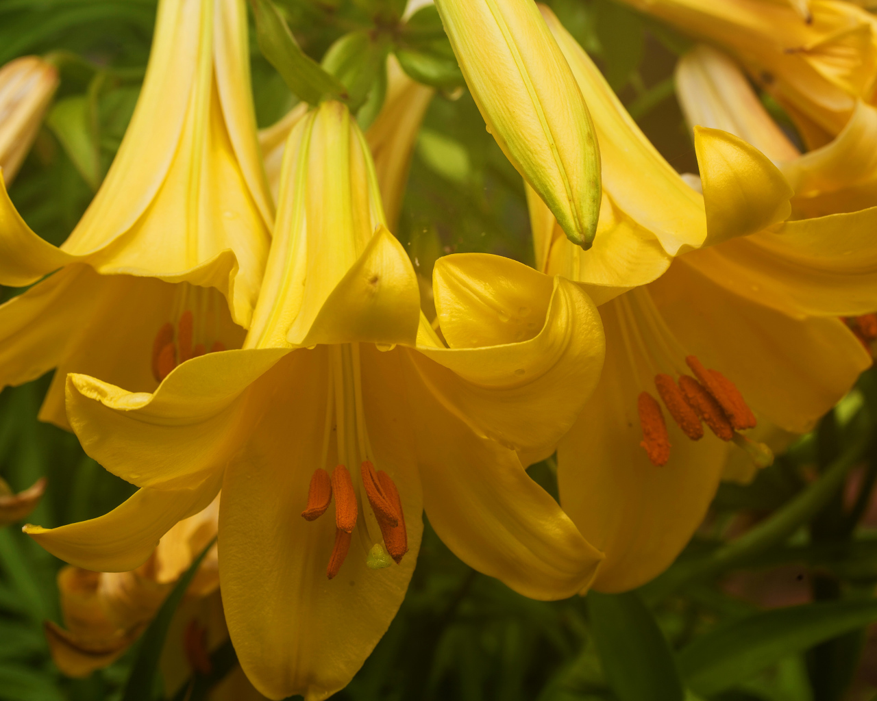 Нежные желтые лилии крупным планом