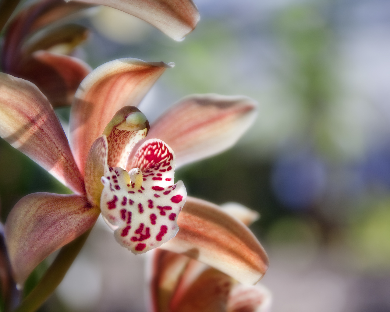 Экзотическая розовая орхидея крупным планом