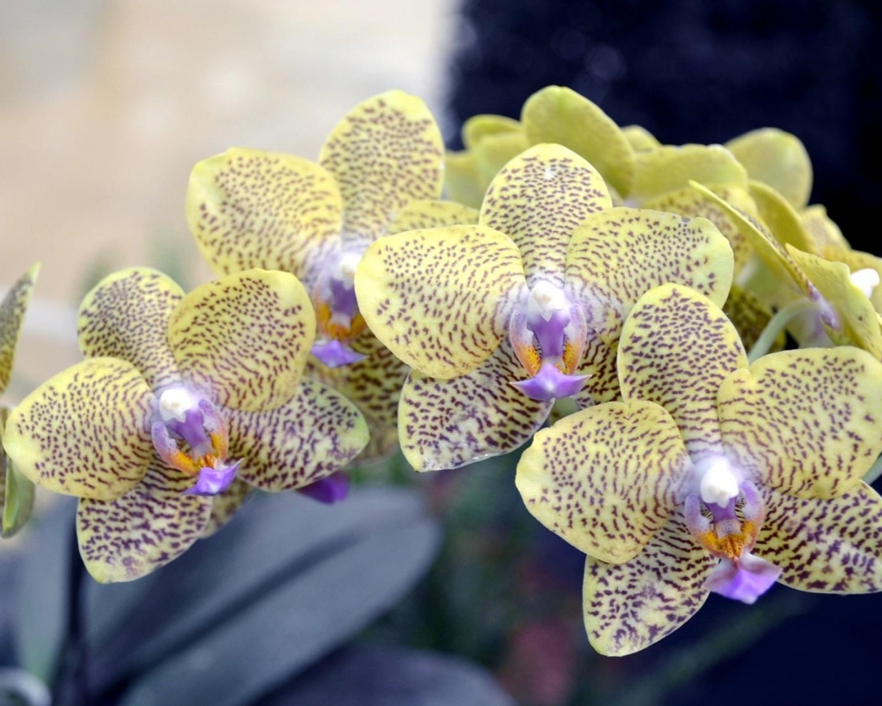 Экзотическая пятнистая ветка орхидеи