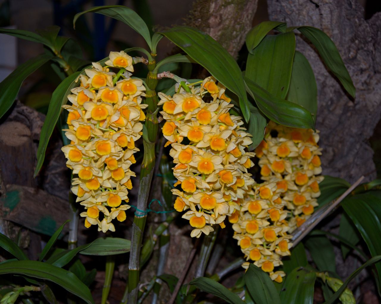 Экзотические желтые цветы орхидеи