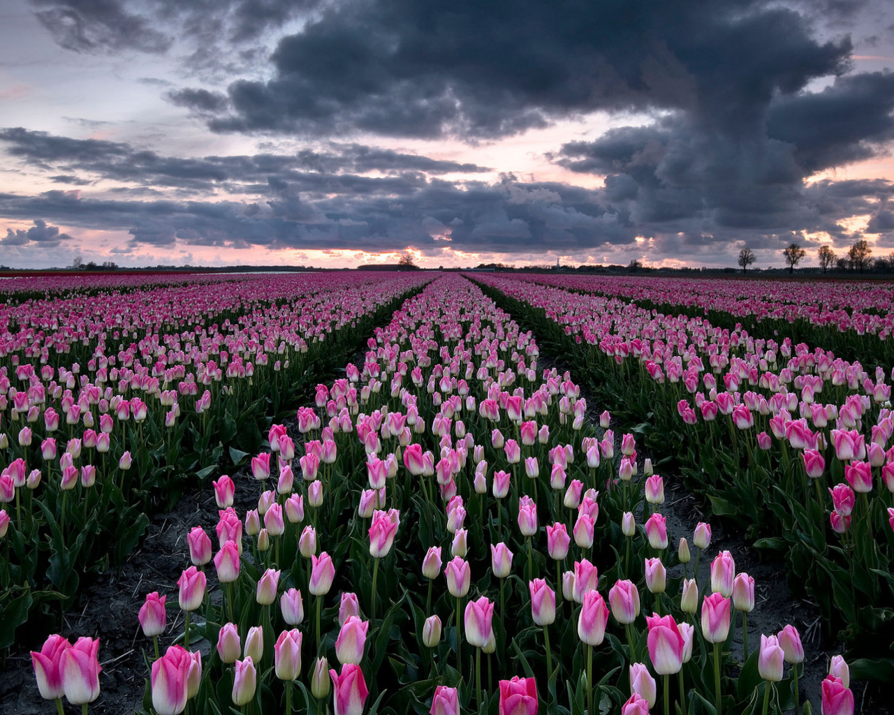 Поле красивых розовых тюльпанов 