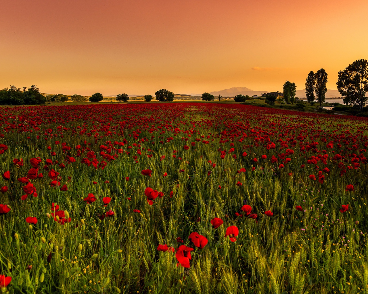 Поле красных маков с зеленой пшеницей 