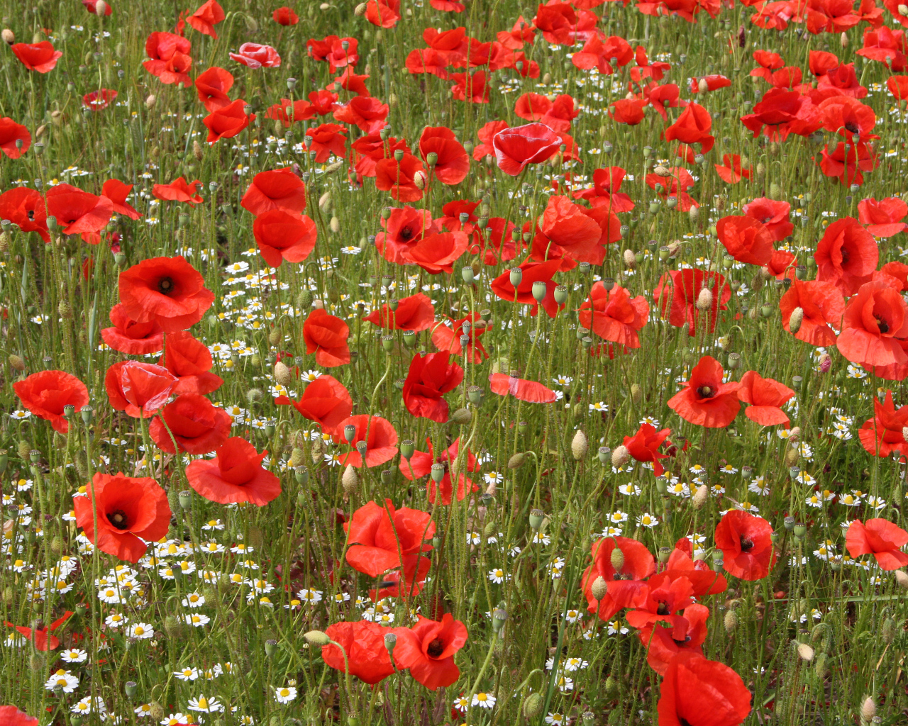 Поле красных маков с белыми ромашками