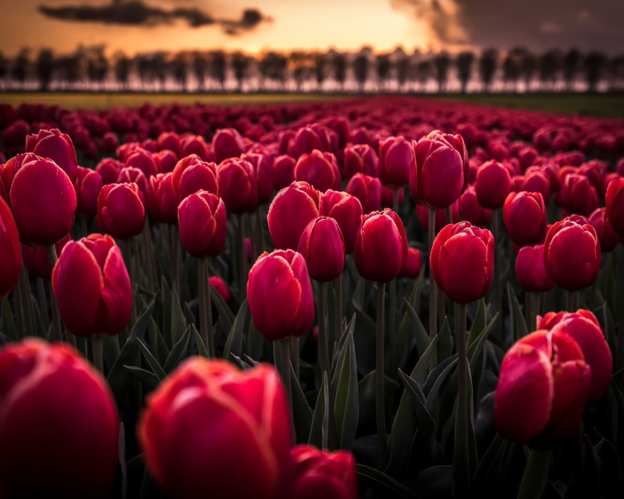 Поле красных цветов тюльпанов на рассвете 