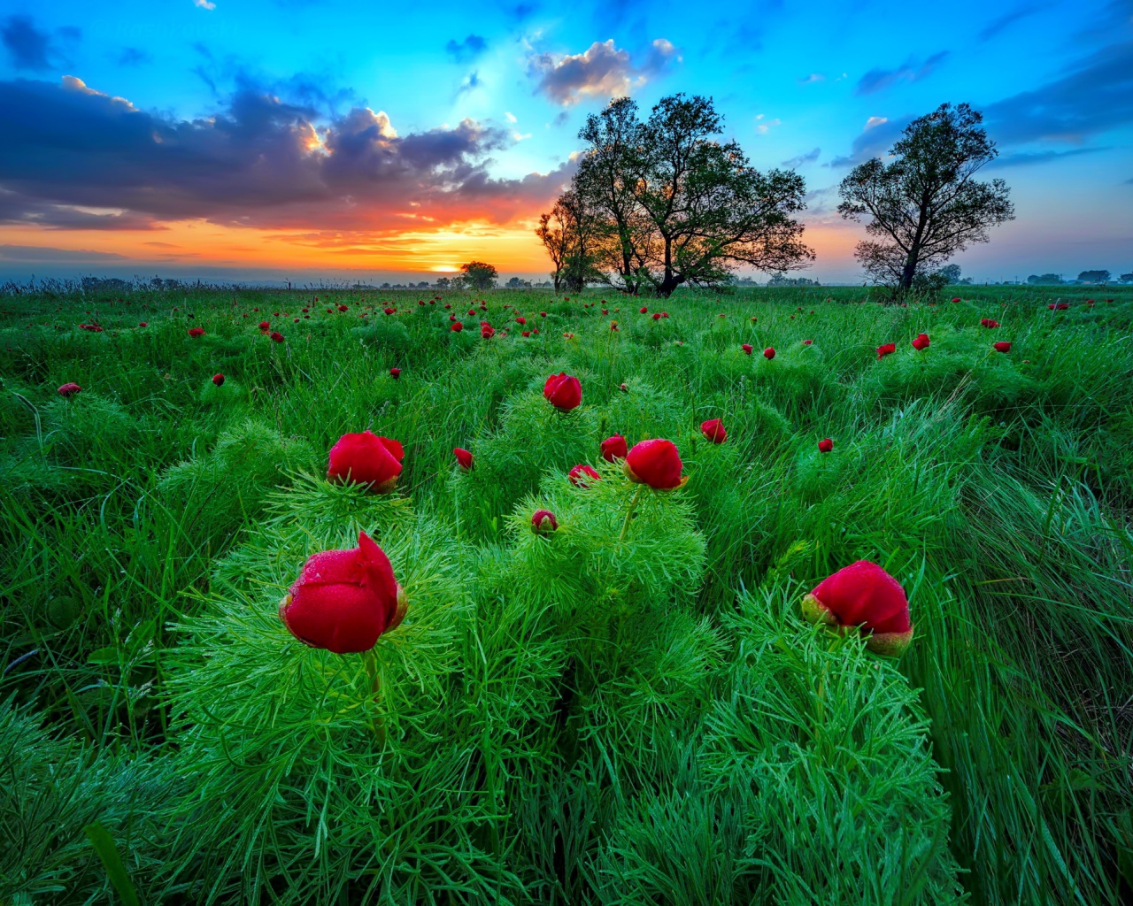 Полевые тонколистные красные пионы на рассвете  
