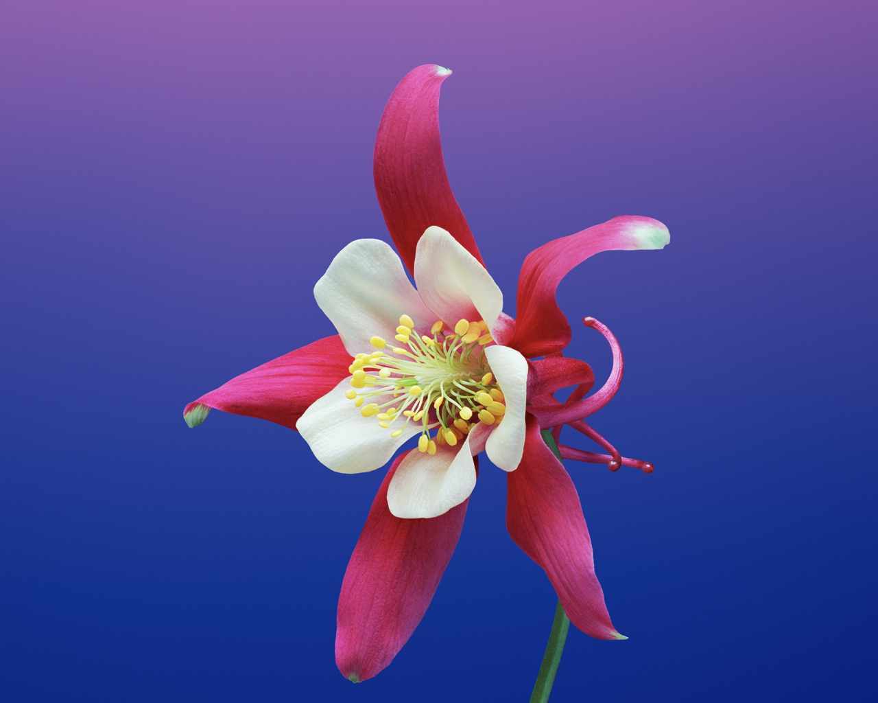 Цветок водосбор крупным планом на фиолетовом фоне