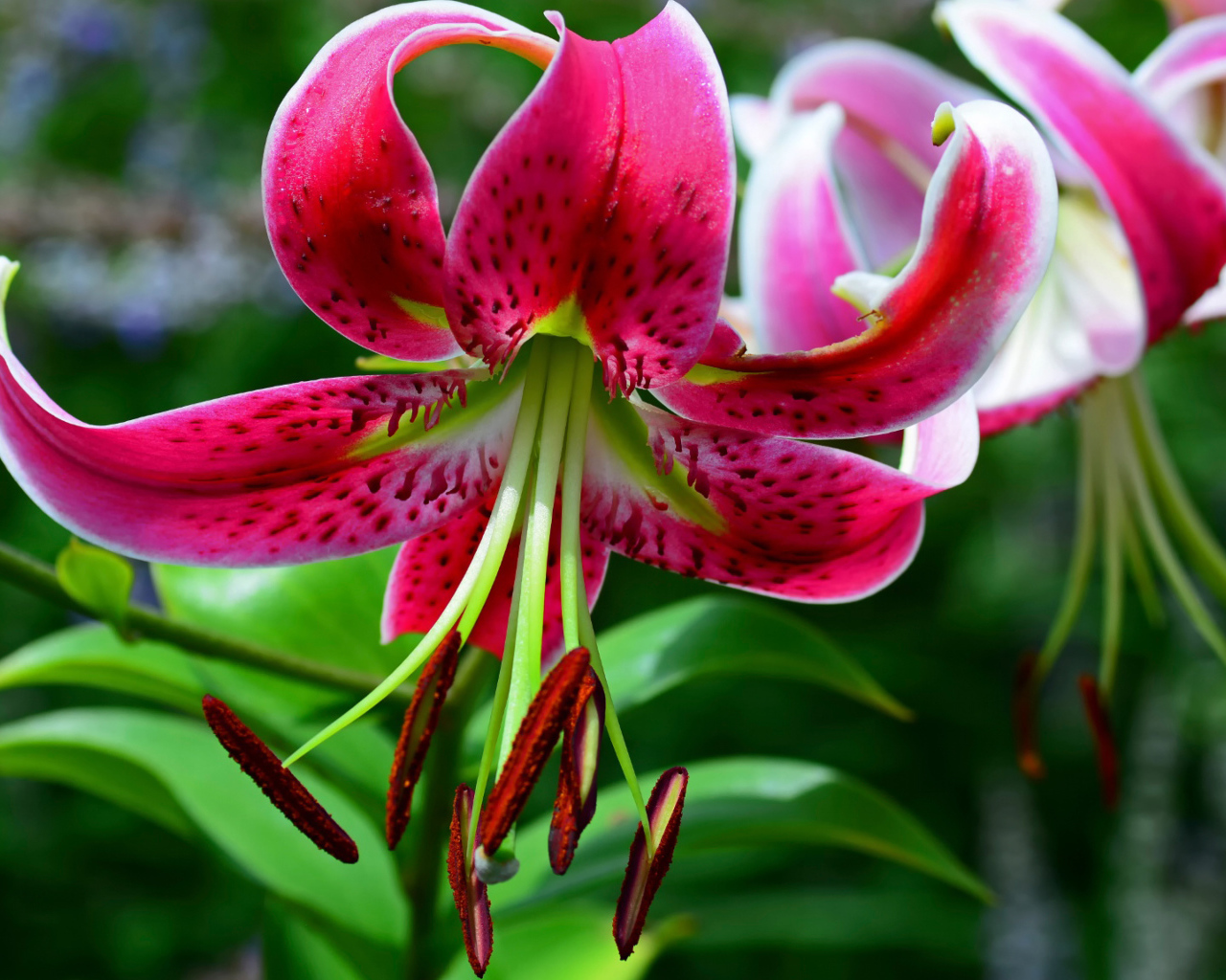 Цветок розовой лилии крупным планом 