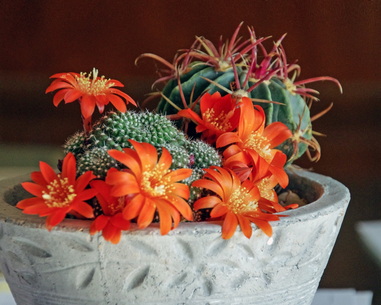 Цветущий комнатный цветок маммиллярия