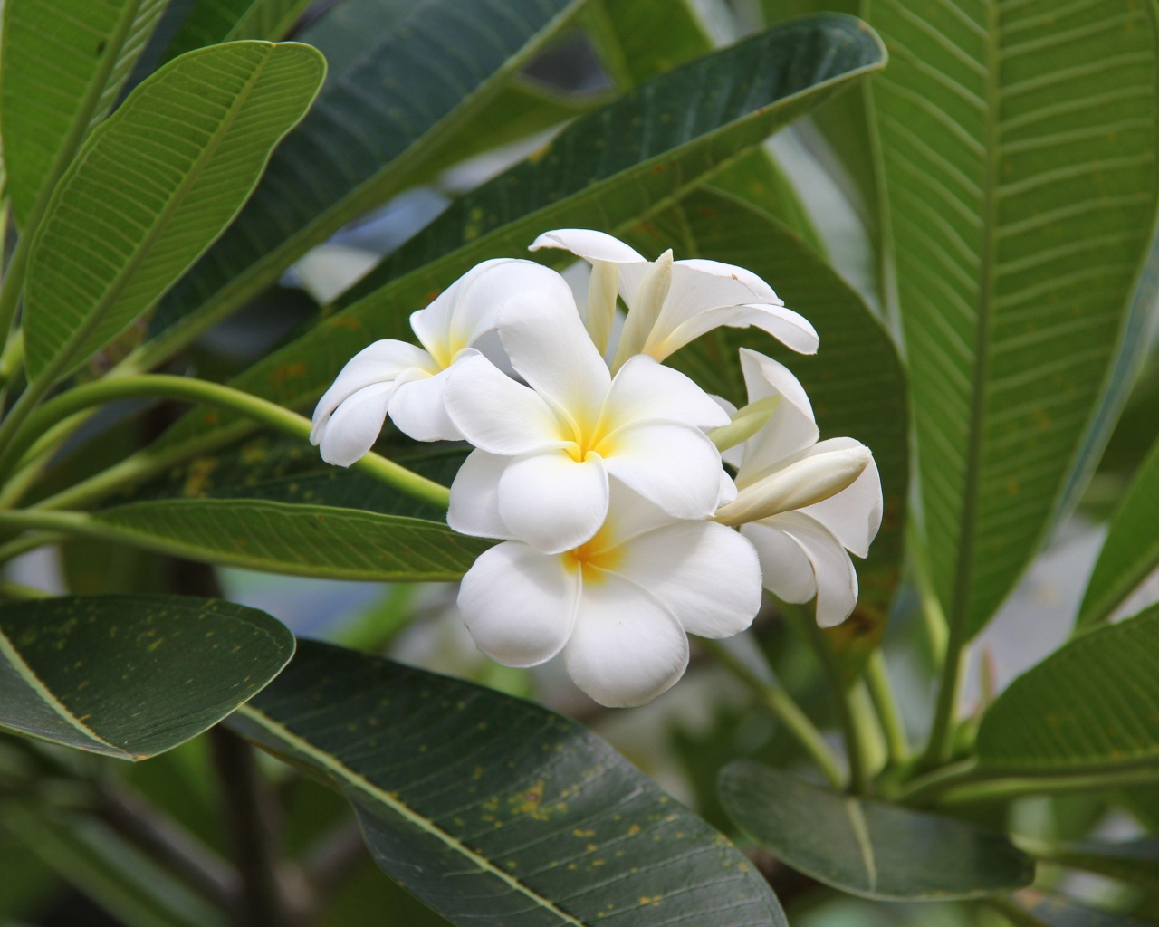 Цветение красивых нежных белых цветов плюмерия