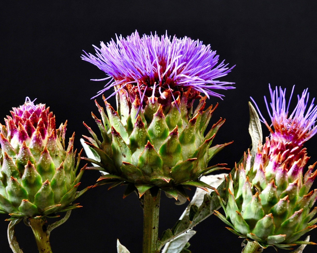 Цветущие шляпки чертополоха на черном фоне