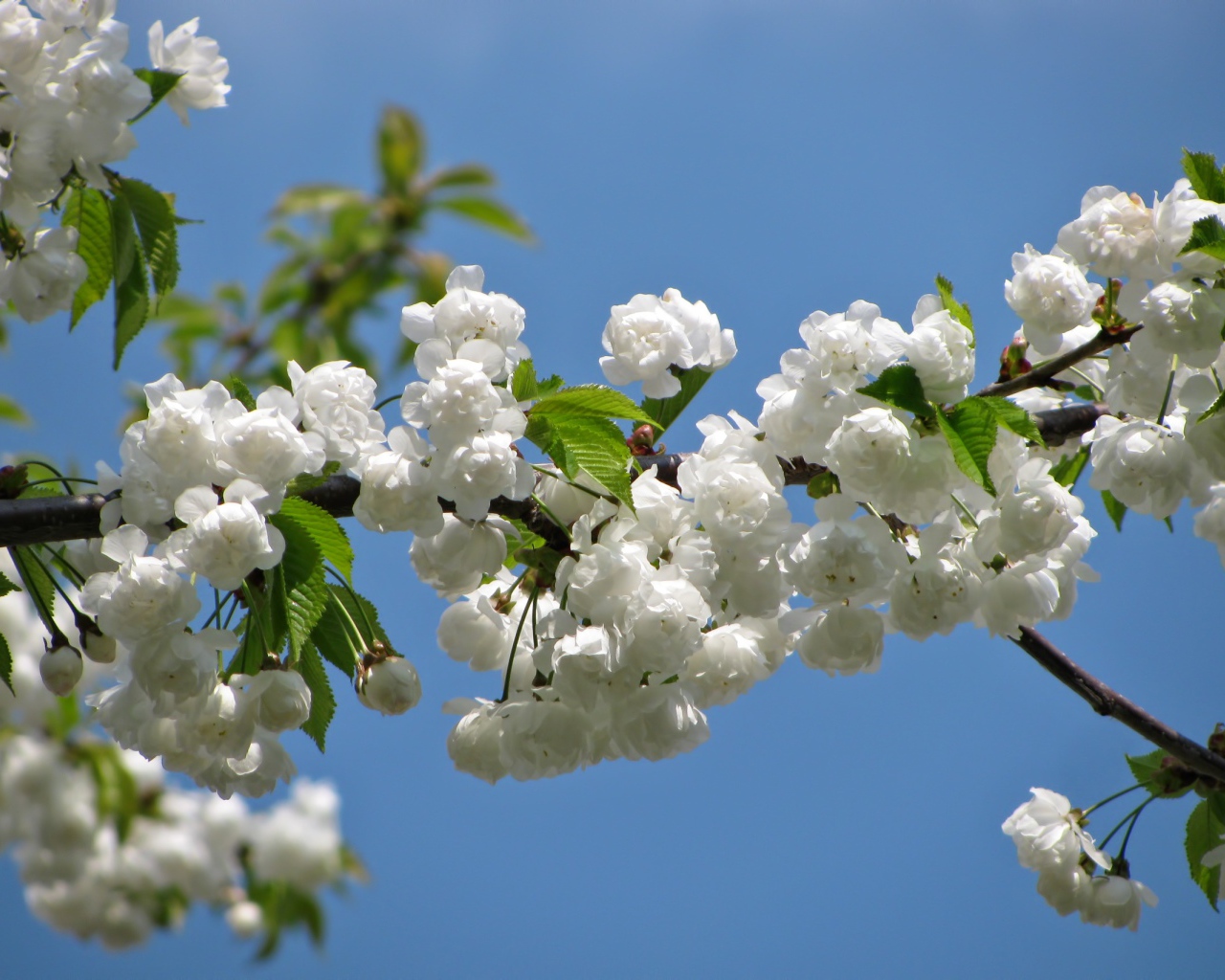 Цветущая белыми цветами ветка черешни