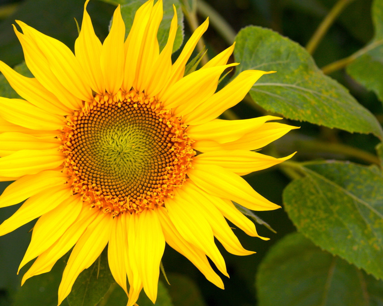 Цветущий желтый подсолнух 