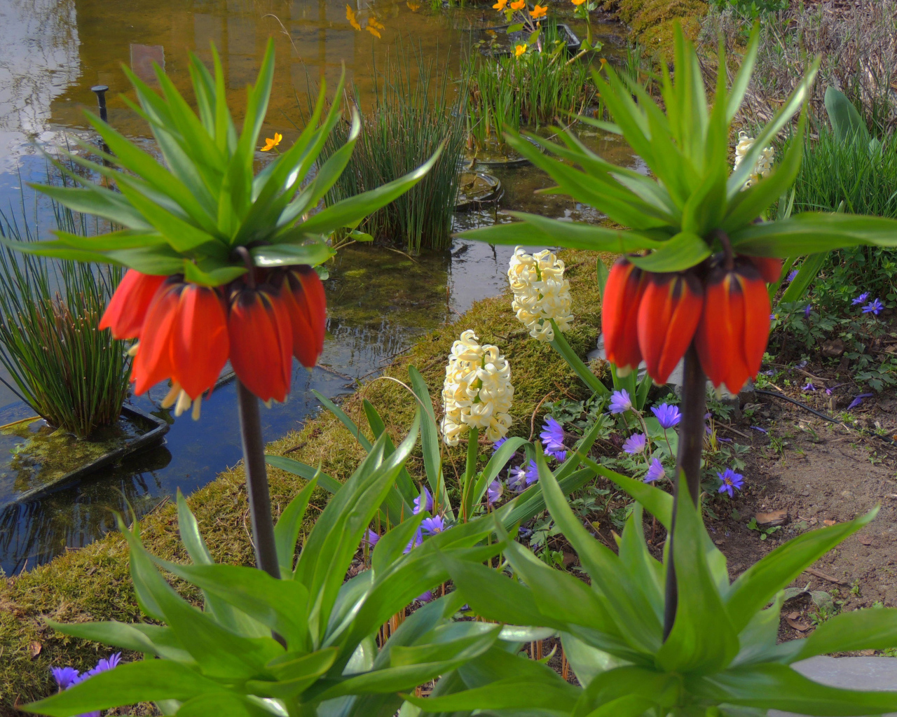 Цветы рябчики и гиацинты у водоема