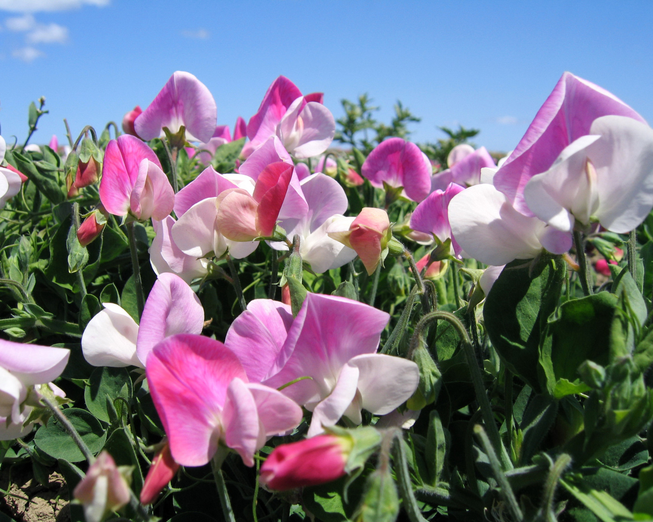 Цветы душистого горошка крупным планом