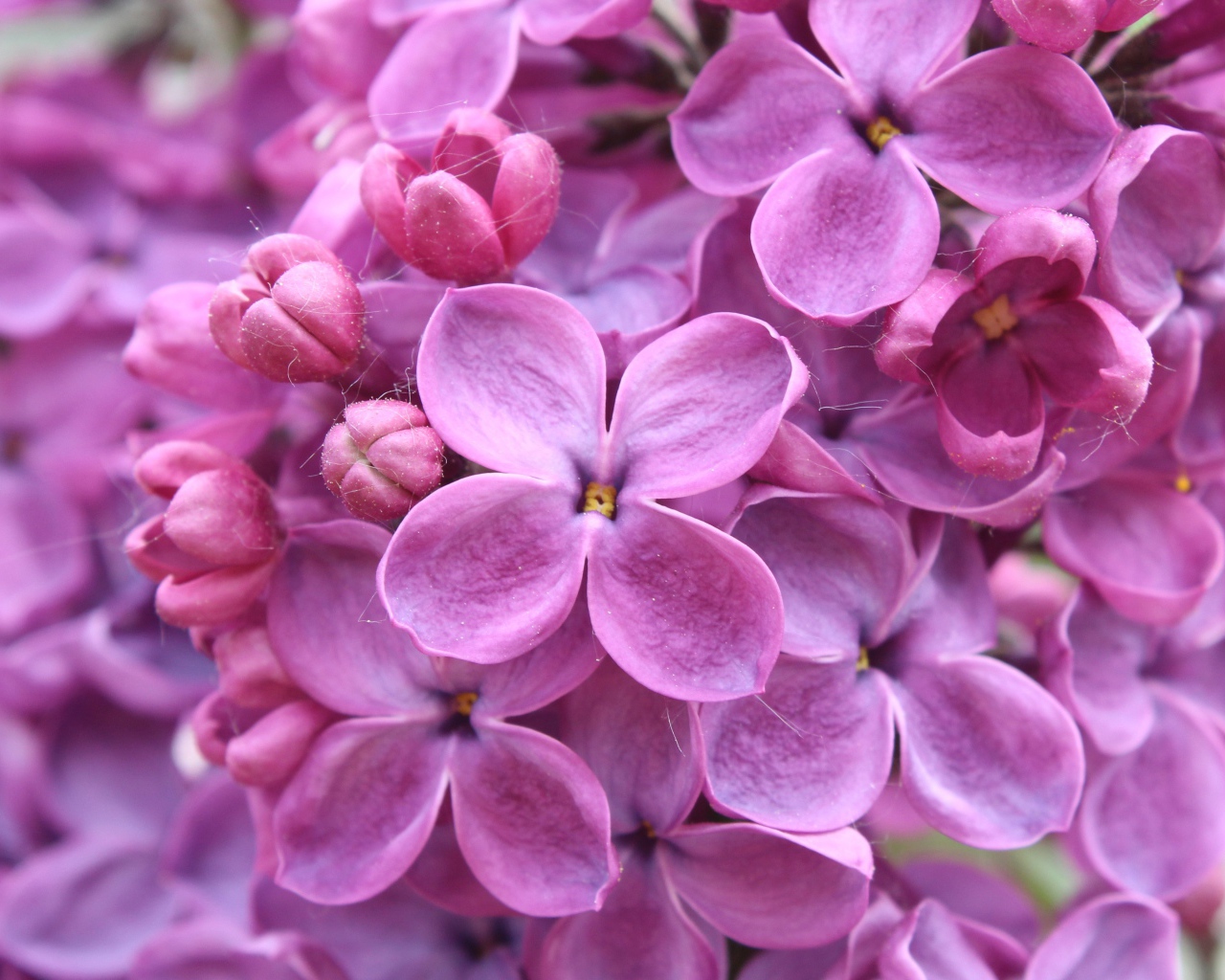 Цветы фиолетовой сирени 