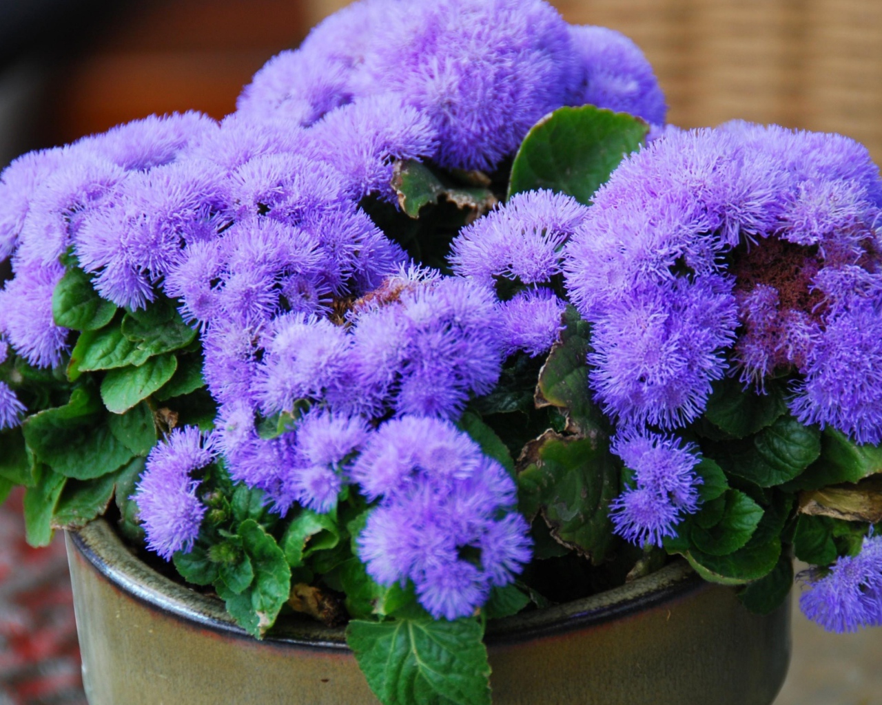 Пушистый сиреневый комнатный цветок  агератум в горшке