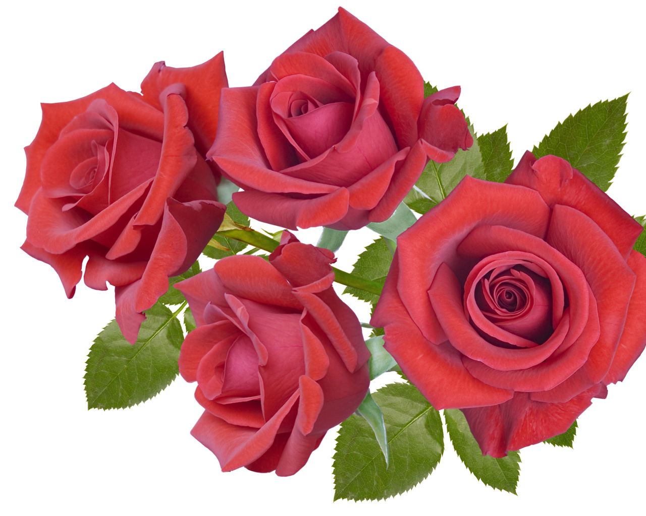 Четыре бордовые розы крупным планом на белом фоне