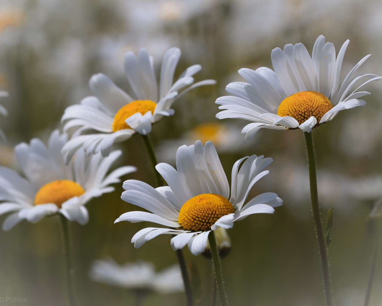 Четыре нежных белых ромашки