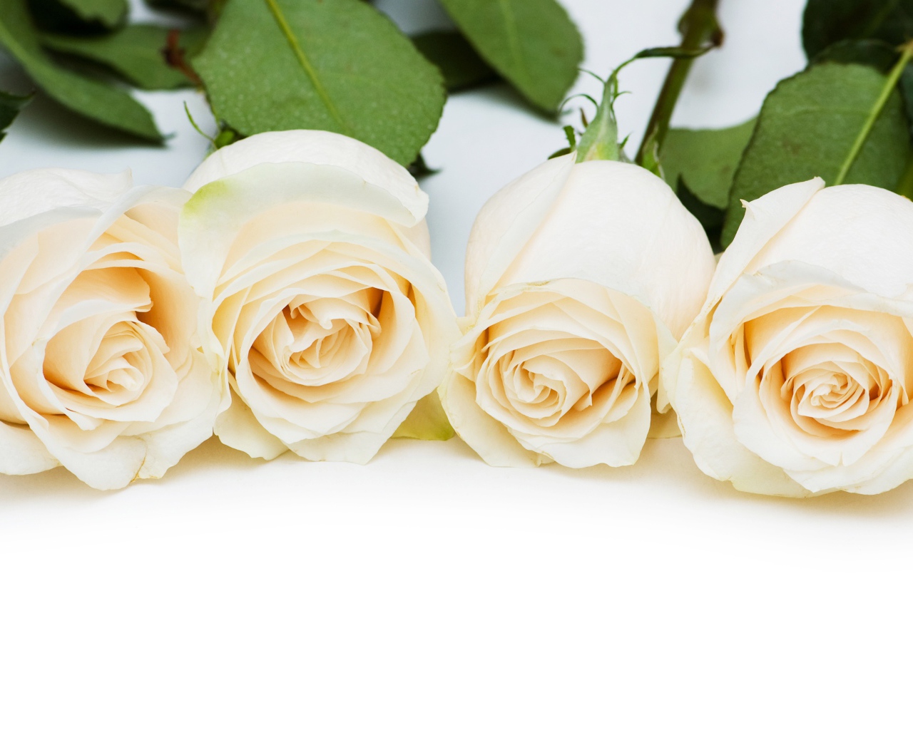 Четыре нежных белых розы на белом фоне