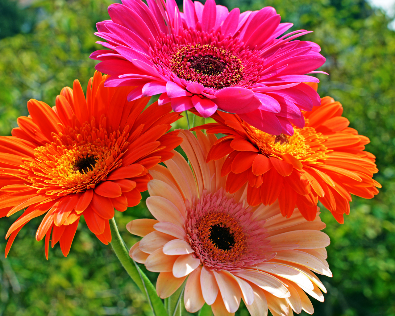 Четыре разноцветные герберы крупным планом