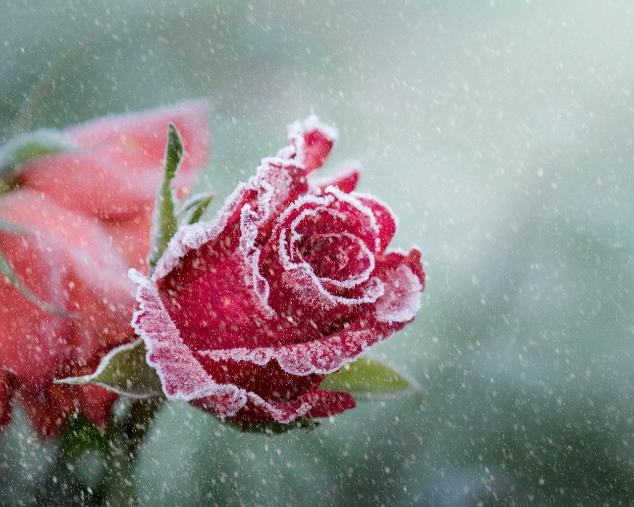 Покрытые инеем две красные розы 