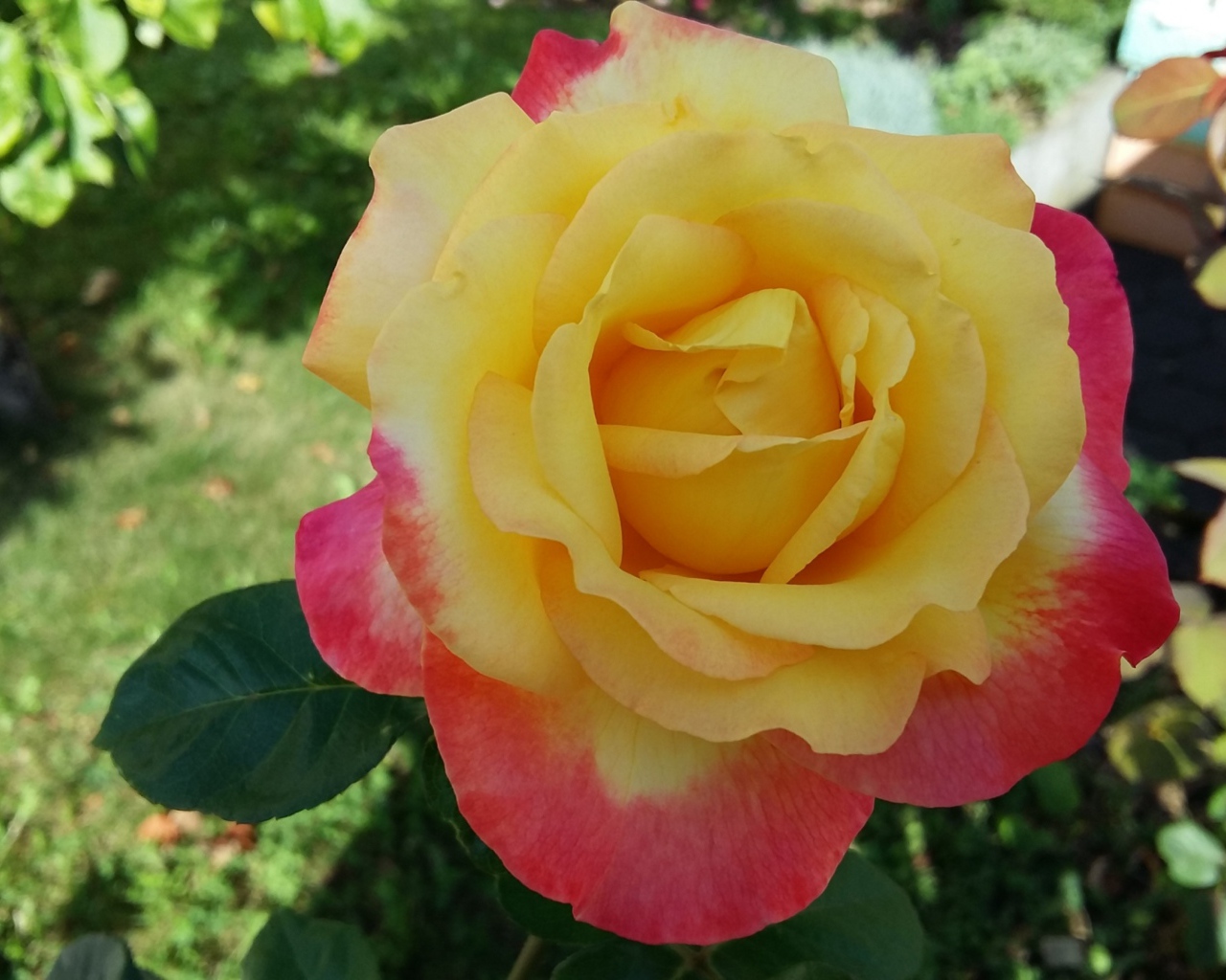 Садовая роза сорт Восточный экспресс 