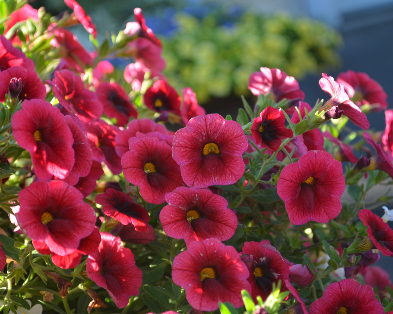 Садовые бордовые цветы Калибрахоа 