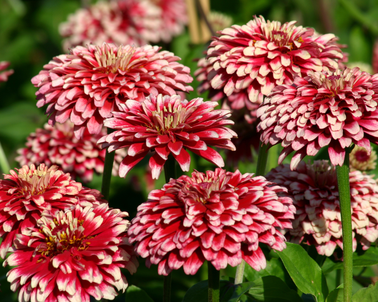 Садовые цветы циния крупным планом