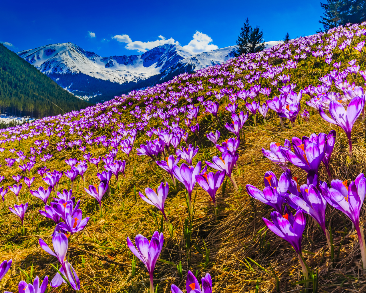 Поляна фиолетовых альпийских крокусов 