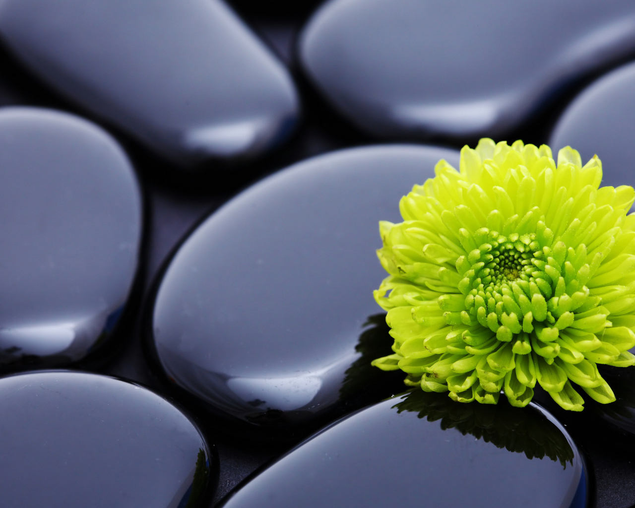 Зеленая хризантема на черных камнях 