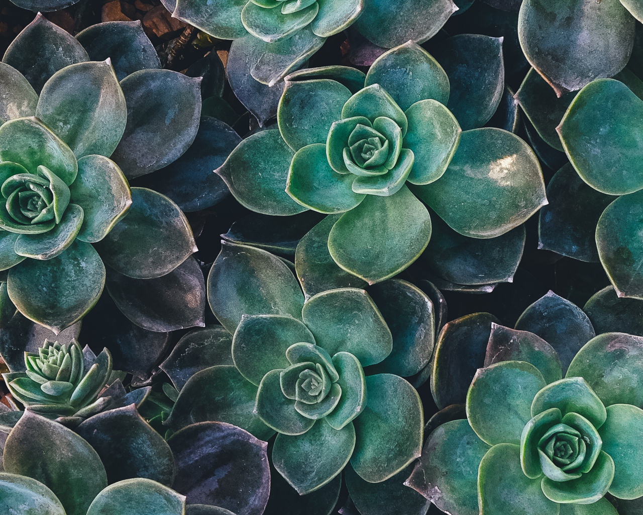 Зеленые цветы эхеверия крупным планом