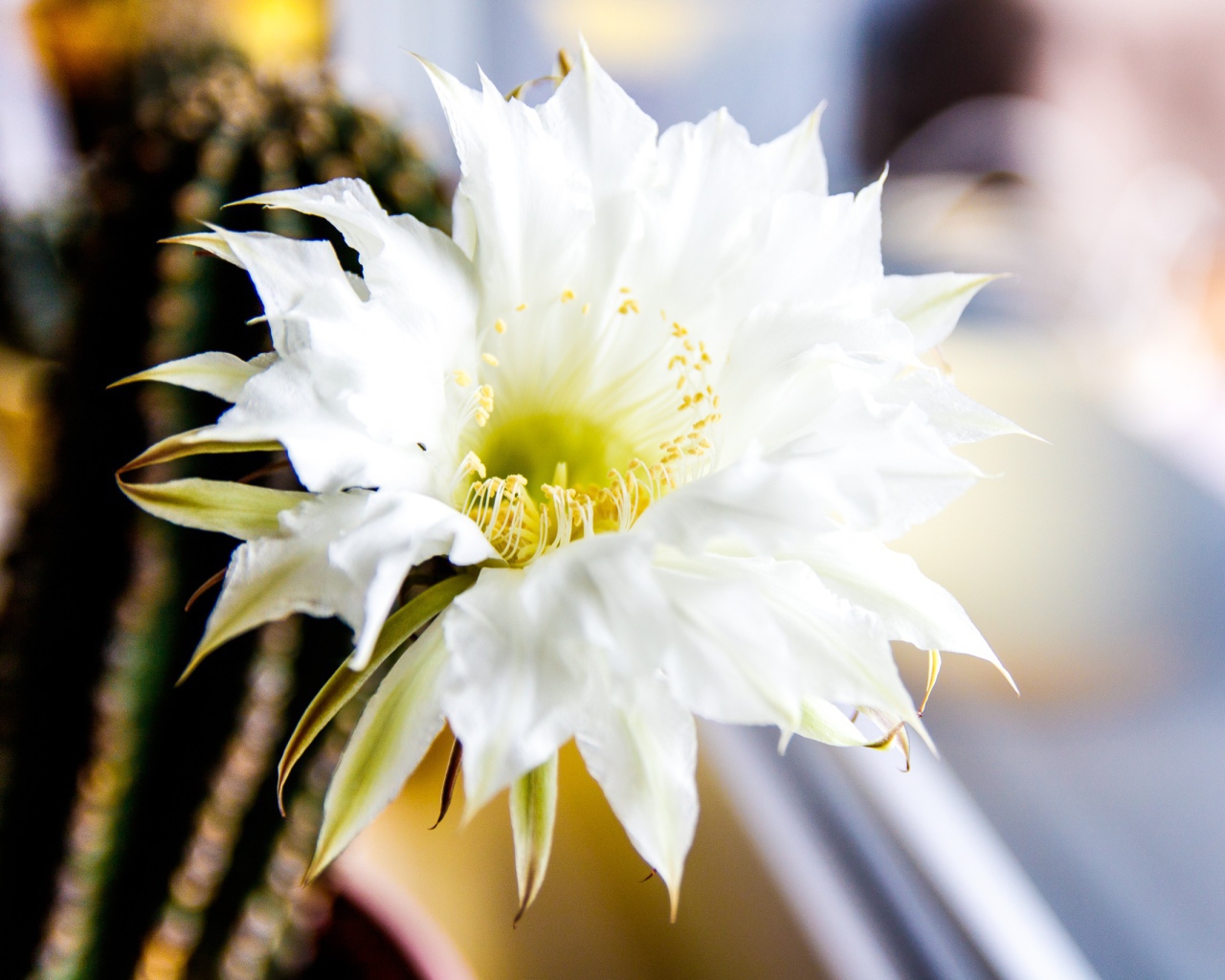 Зеленый колючий кактус с белым цветком 