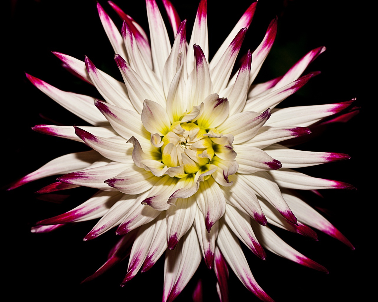 Крупная белая георгина  на черном фоне 