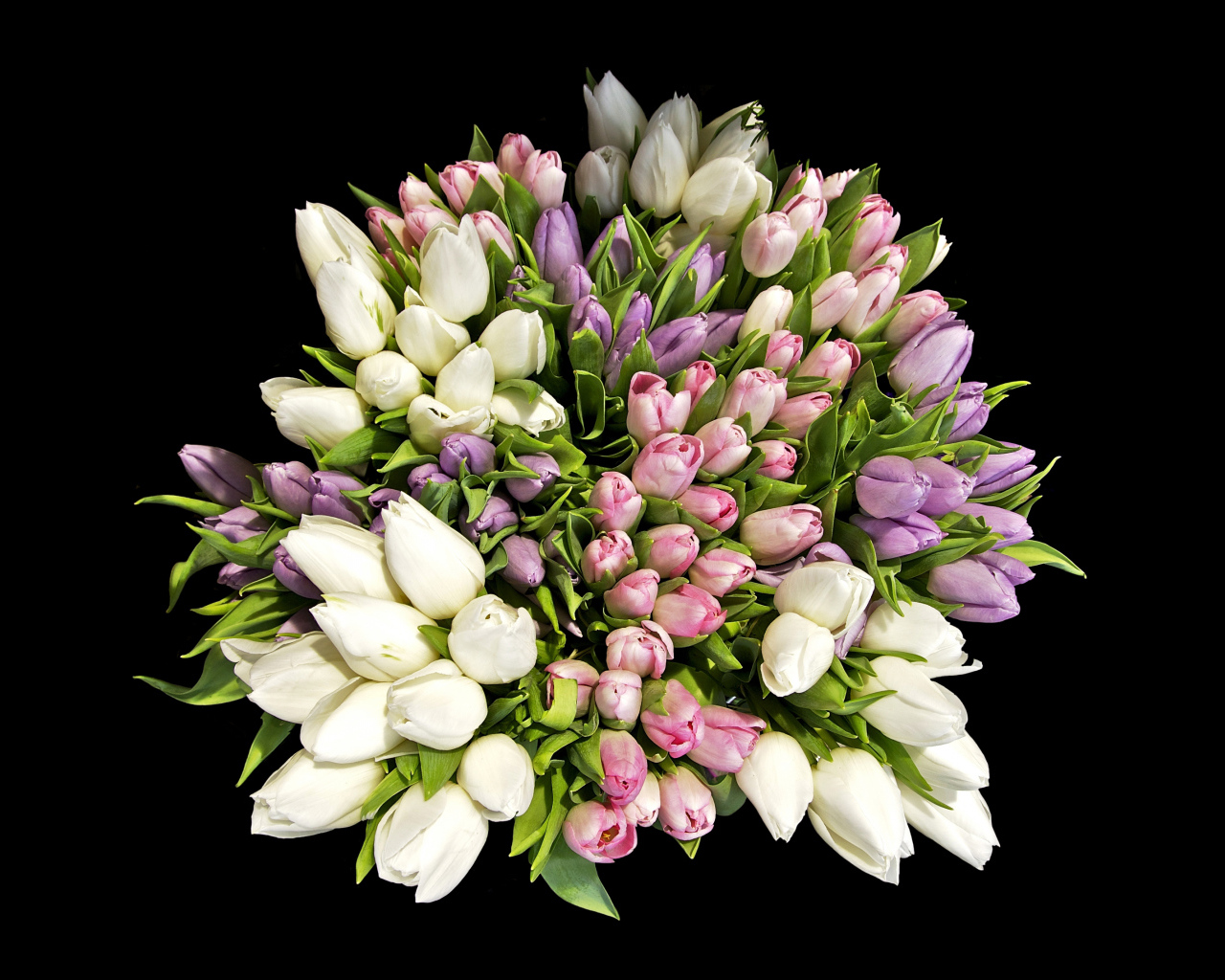 Большой красивый букет разноцветных тюльпанов на черном фоне