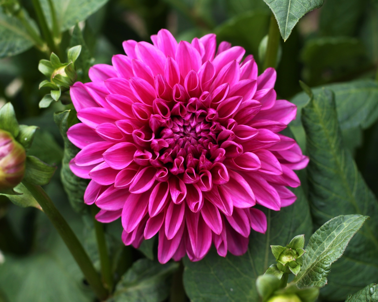 Крупный красивый розовый цветок георгина