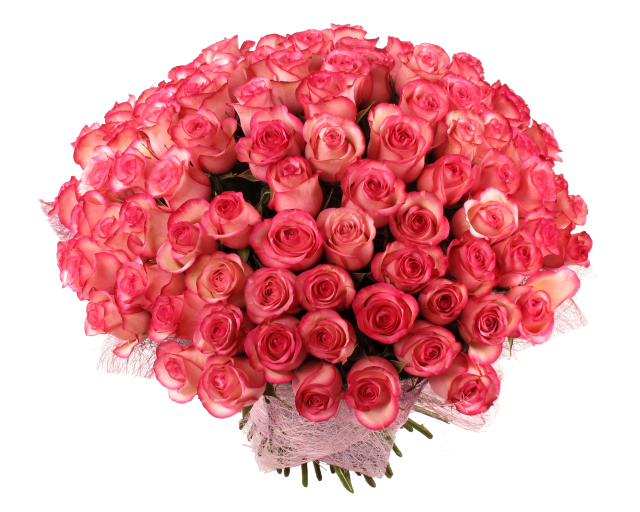 Большой букет нежных розовых роз на белом фоне