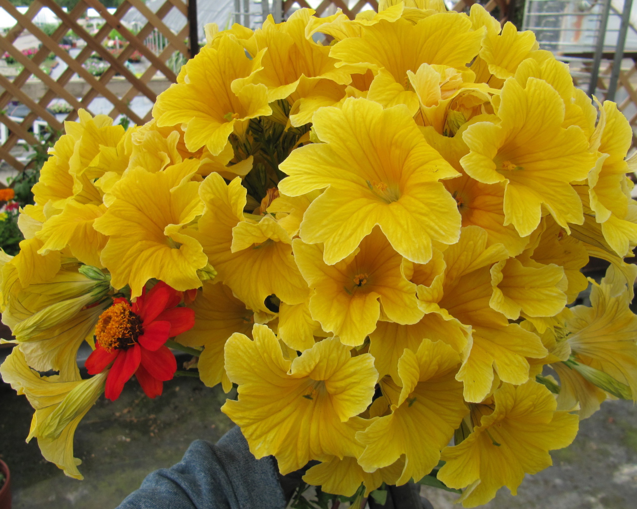 Большой букет цветов сальпиглоссис крупным планом