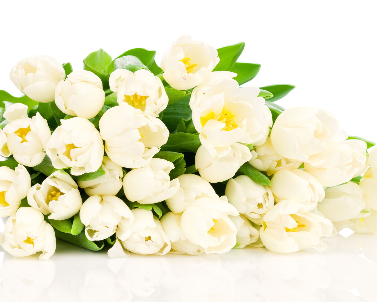 Большой букет белых тюльпанов на белом фоне