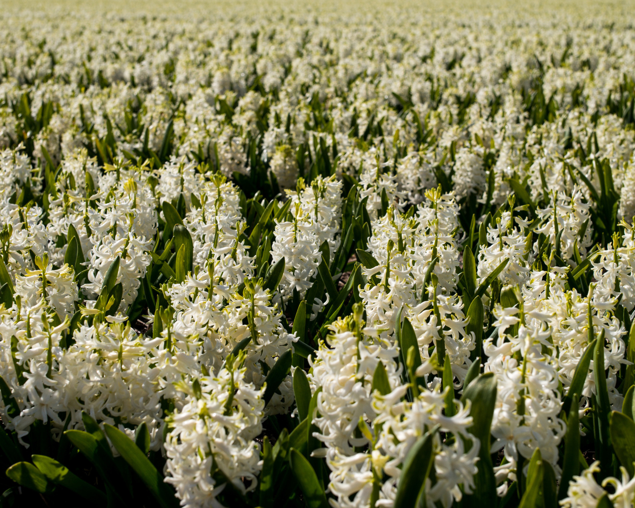 Большое поле белых гиацинтов