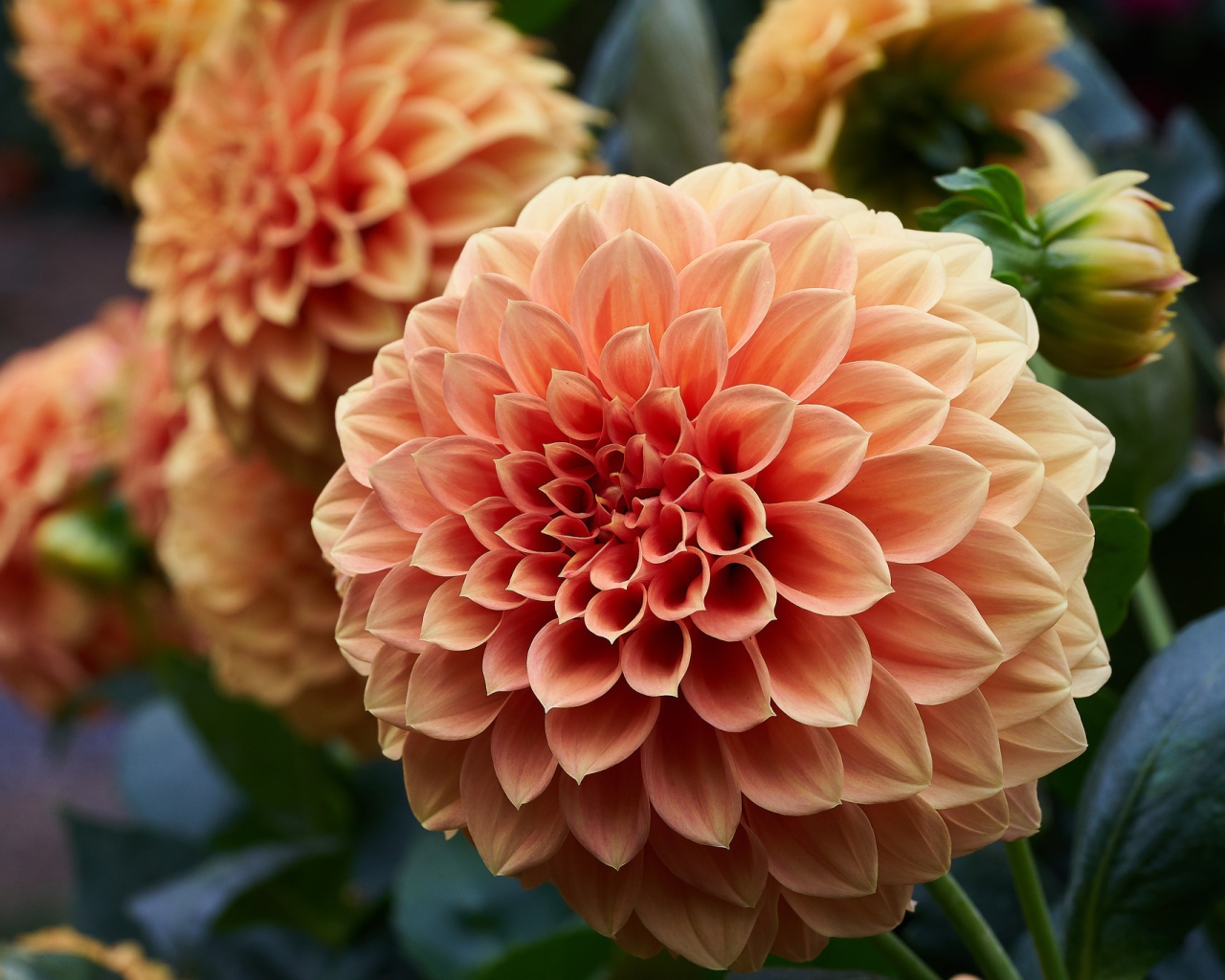 Крупный цветок георгин кремового цвета 