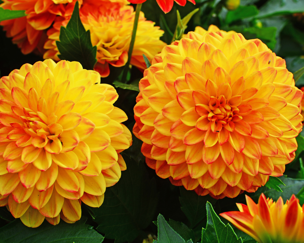 Крупные оранжевые георгины 