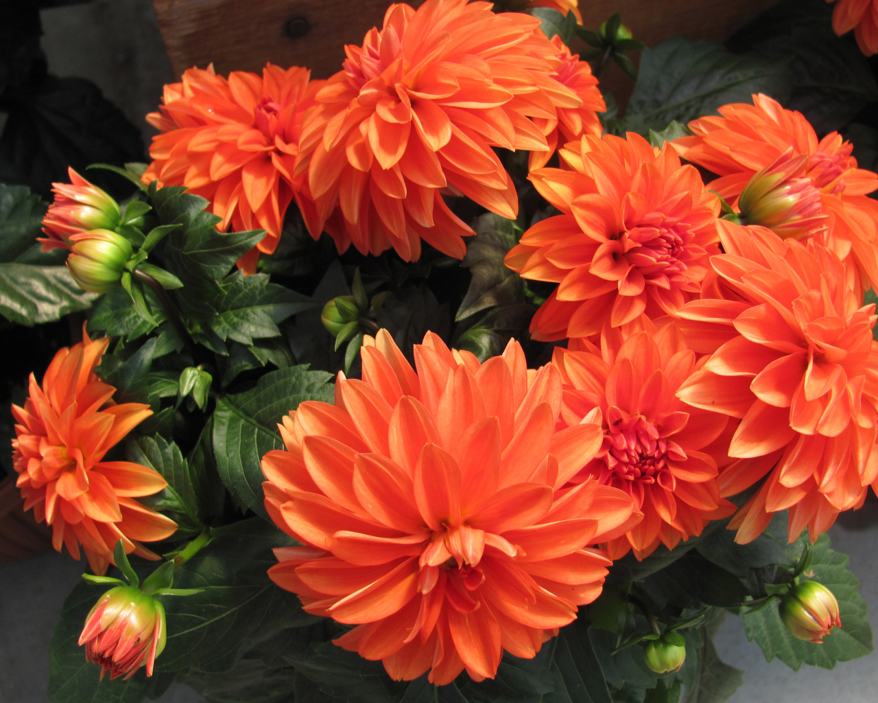 Большие оранжевые георгины крупным планом